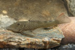 Chaetostoma sp. `PERU` - Click for species page